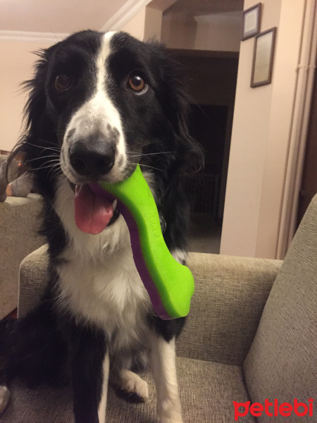 Border Collie, Köpek  LUNA fotoğrafı