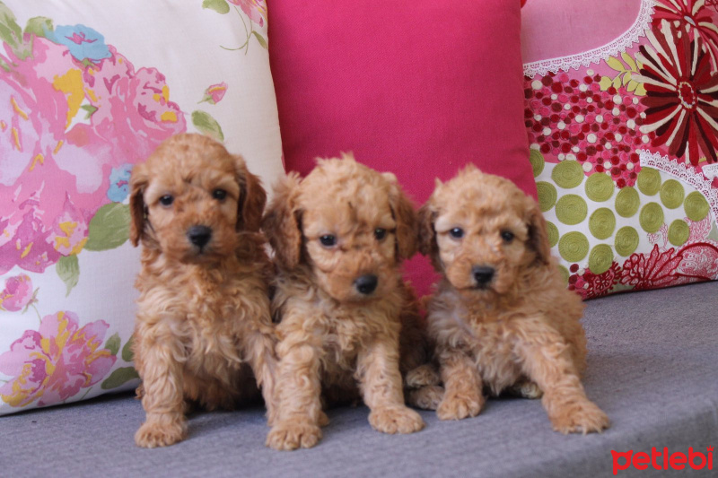 Poodle (Minyatür Kaniş), Köpek  Toy Poodle fotoğrafı