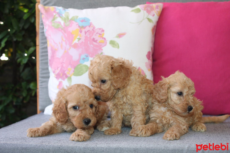 Poodle (Minyatür Kaniş), Köpek  Toy Poodle fotoğrafı