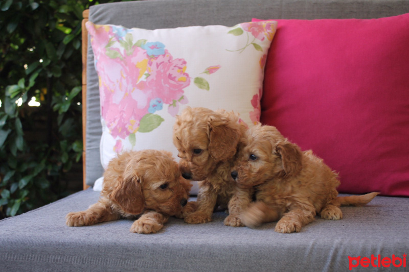Poodle (Minyatür Kaniş), Köpek  Toy Poodle fotoğrafı