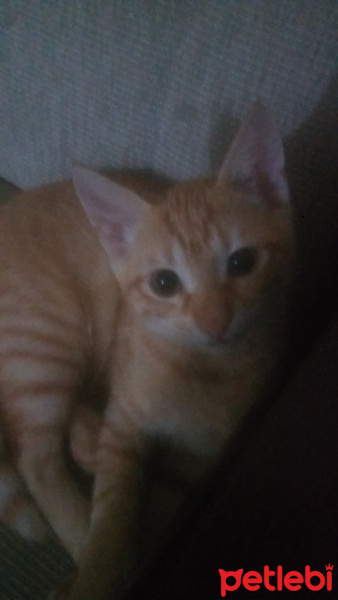 Sarman, Kedi  Simba fotoğrafı