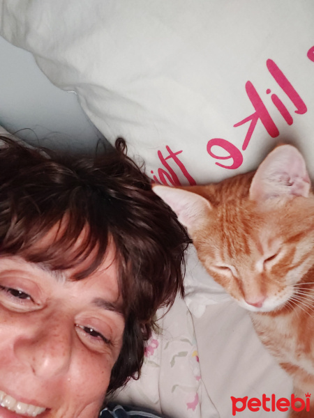 Sarman, Kedi  Cakil fotoğrafı