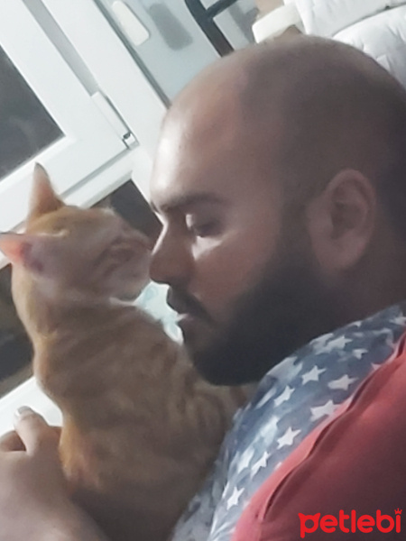 Sarman, Kedi  Cakil fotoğrafı