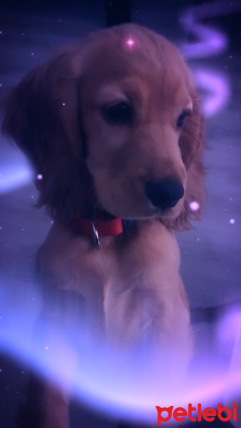Amerikan Cocker Spaniel, Köpek  Chivas fotoğrafı