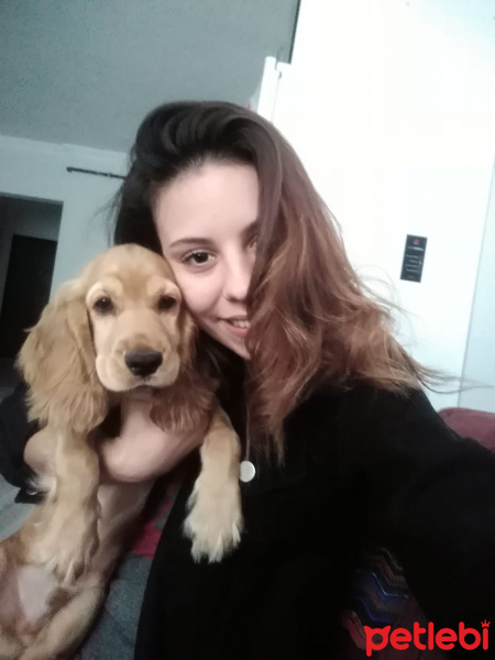 Amerikan Cocker Spaniel, Köpek  Chivas fotoğrafı
