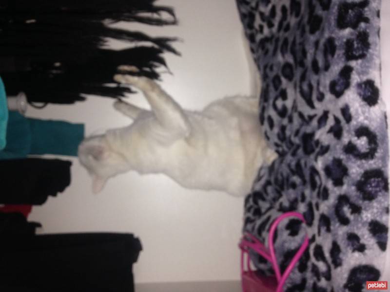 Tekir Kedi, Kedi  Yaman fotoğrafı