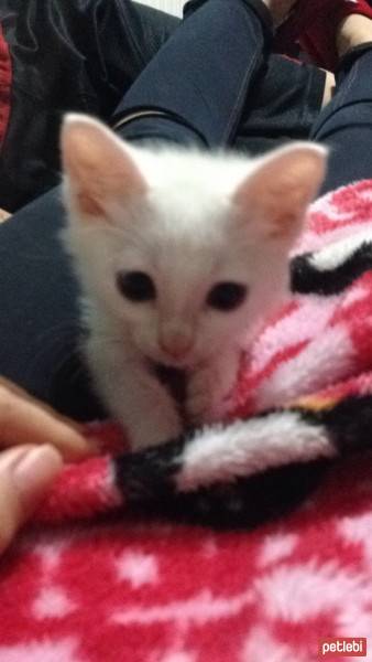 Tekir Kedi, Kedi  Yaman fotoğrafı