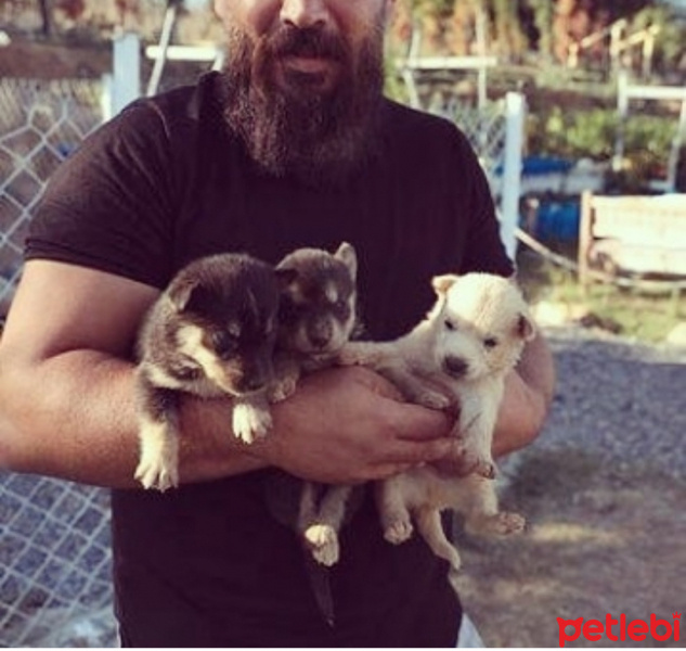 Sibirya Kurdu (Husky), Köpek  Husky fotoğrafı