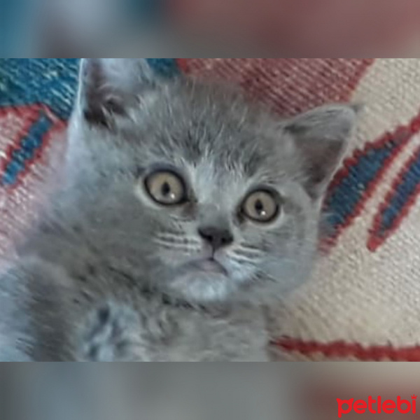 British Shorthair, Kedi  Çilek fotoğrafı