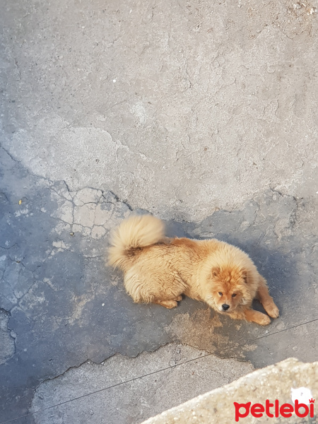 Chow Chow (çin Aslanı), Köpek  Fındık fotoğrafı