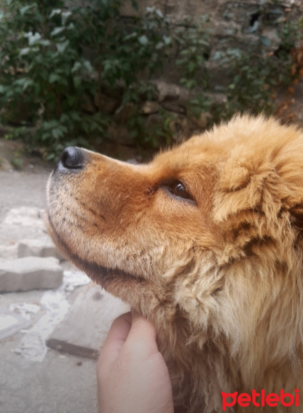 Chow Chow (çin Aslanı), Köpek  Fındık fotoğrafı