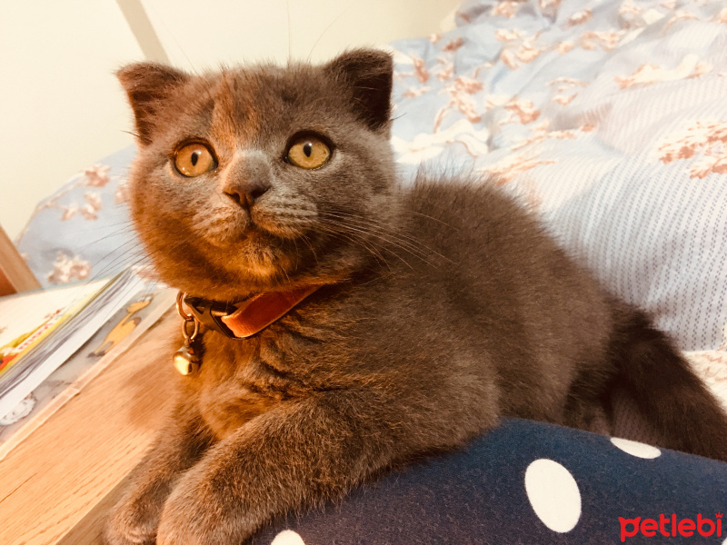 Scottish Fold, Kedi  Behlül fotoğrafı