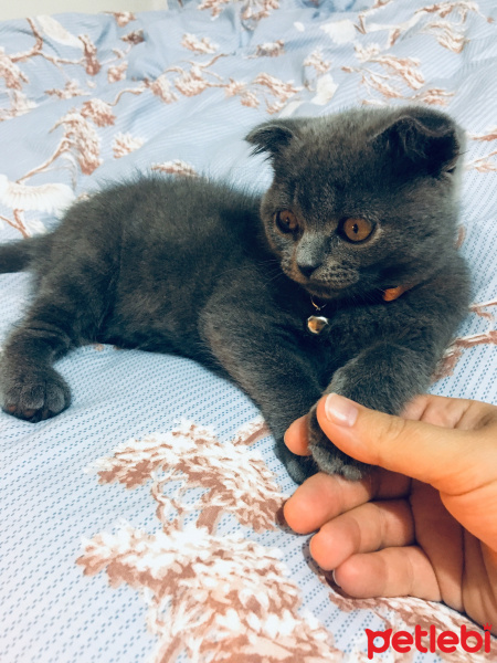 Scottish Fold, Kedi  Behlül fotoğrafı