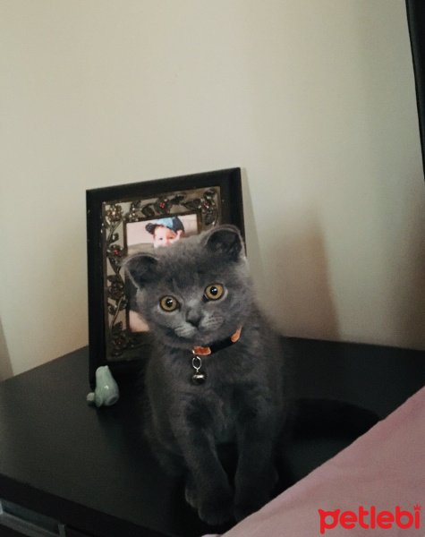 Scottish Fold, Kedi  Behlül fotoğrafı