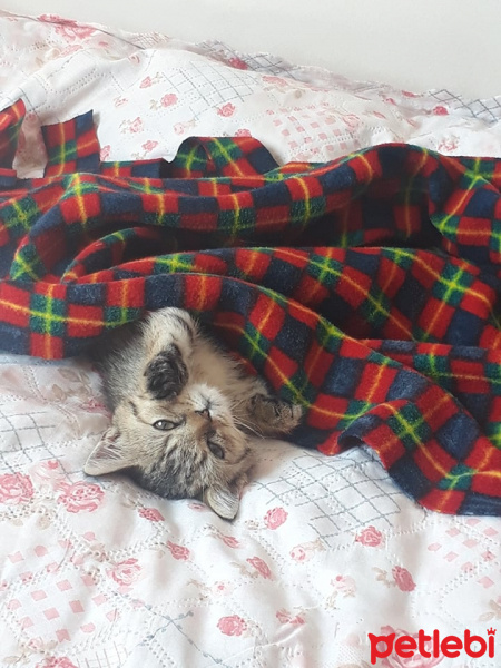 Scottish Fold, Kedi  Simba fotoğrafı