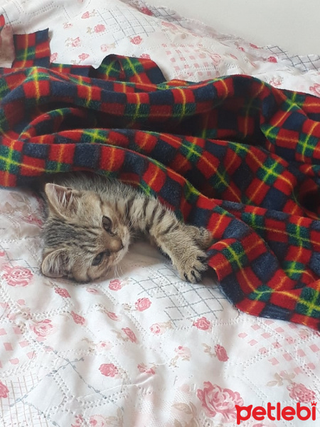 Scottish Fold, Kedi  Simba fotoğrafı