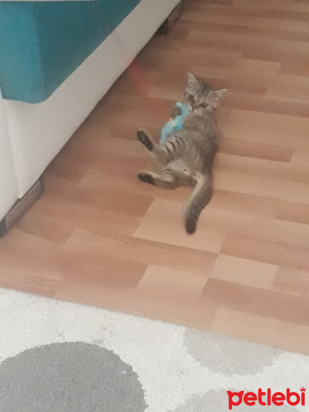 Scottish Fold, Kedi  Simba fotoğrafı