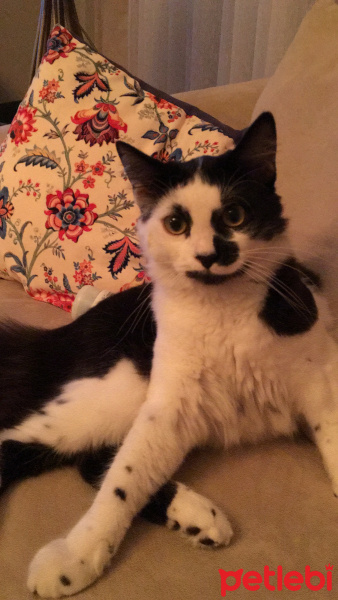 Tuxedo (Smokin) Kedi, Kedi  Yumuş fotoğrafı