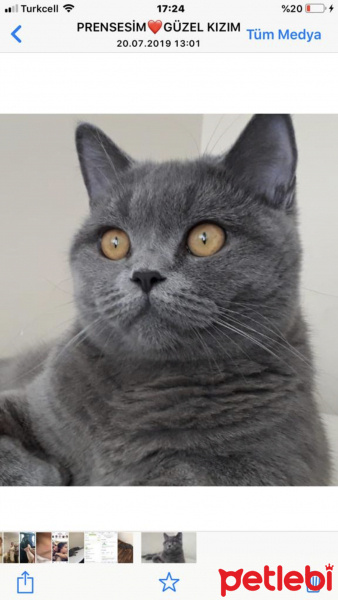 British Shorthair, Kedi  Mia fotoğrafı