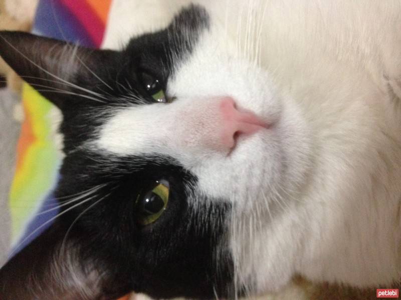Tekir Kedi, Kedi  Duman fotoğrafı