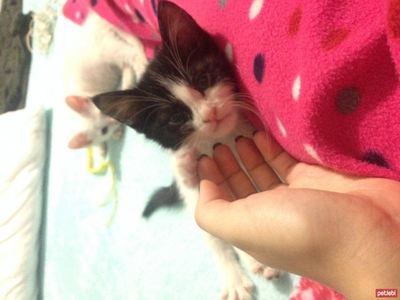 Tekir Kedi, Kedi  Duman fotoğrafı