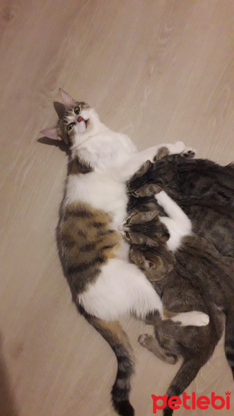 Tekir Kedi, Kedi  Isimsiz fotoğrafı