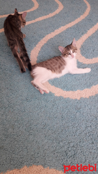 Tekir Kedi, Kedi  Isimsiz fotoğrafı