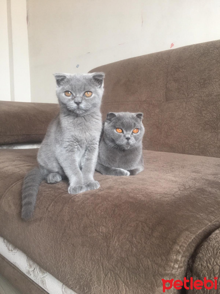 Scottish Fold, Kedi  Falcao fotoğrafı
