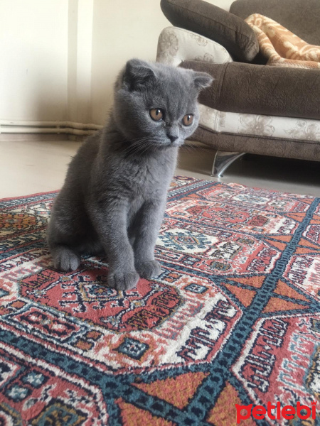 Scottish Fold, Kedi  Falcao fotoğrafı