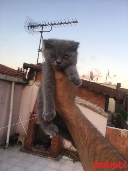 Scottish Fold, Kedi  Falcao fotoğrafı