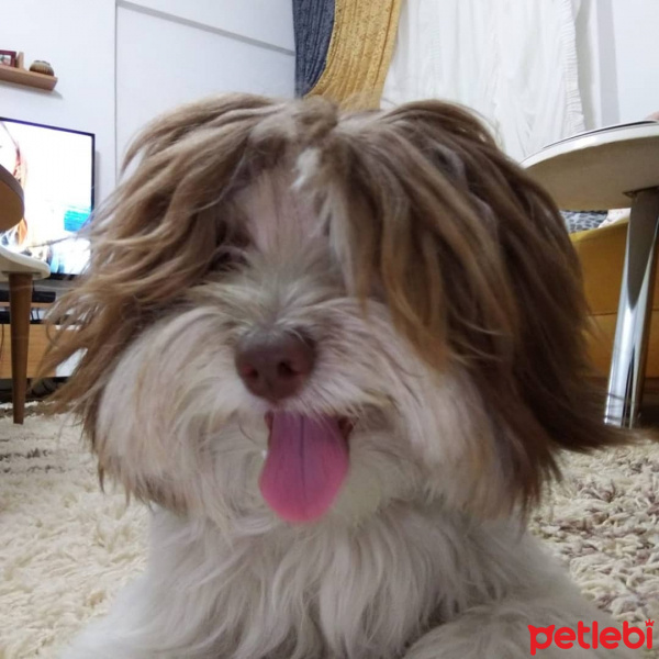 Maltese, Köpek  Paşa fotoğrafı