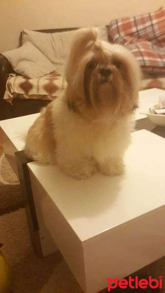 Shih Tzu, Köpek  Latte fotoğrafı