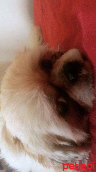 Shih Tzu, Köpek  Latte fotoğrafı