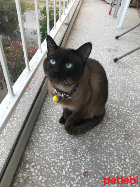 Siyam Kedisi, Kedi  duman fotoğrafı
