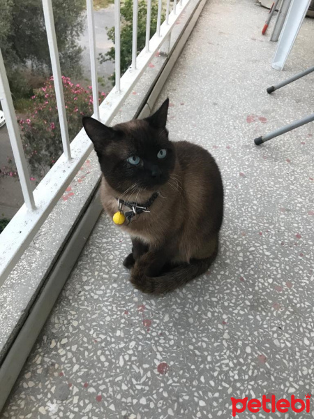Siyam Kedisi, Kedi  duman fotoğrafı