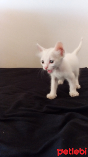 Tekir Kedi, Kedi  Minas fotoğrafı