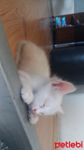 Tekir Kedi, Kedi  Minas fotoğrafı