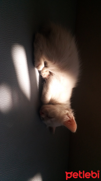 Tekir Kedi, Kedi  Minas fotoğrafı
