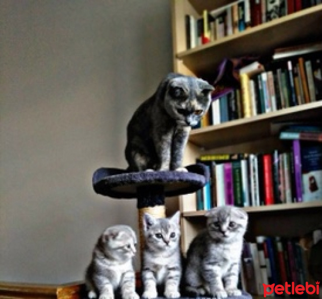Scottish Fold, Kedi  Köfte fotoğrafı