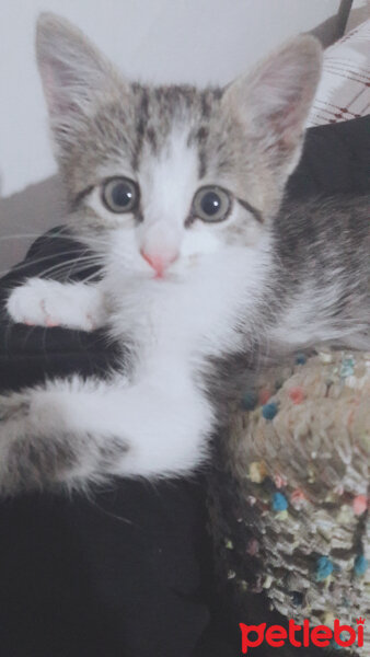 Tekir Kedi, Kedi  Minik fotoğrafı