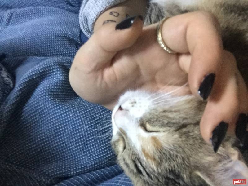 Tekir Kedi, Kedi  iplik fotoğrafı