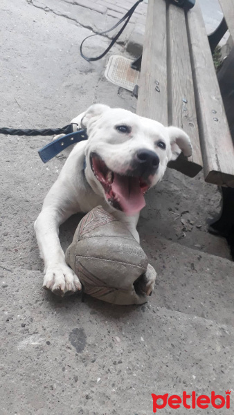 Dogo Arjantin, Köpek  Lucy fotoğrafı
