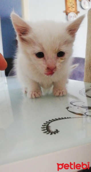 Tekir Kedi, Kedi  Maviş fotoğrafı