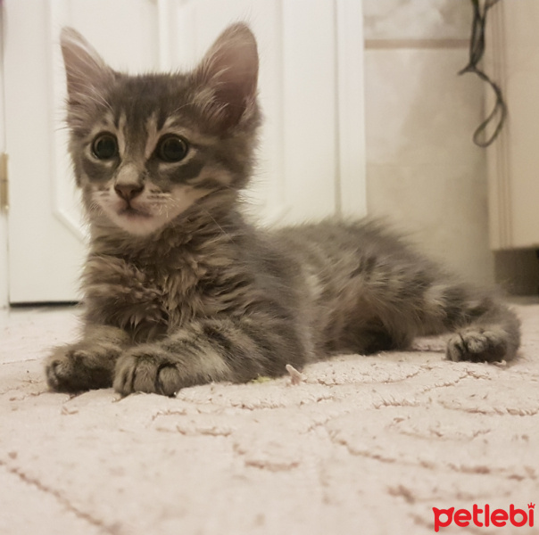 Tekir Kedi, Kedi  ÇAKIL fotoğrafı