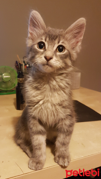 Tekir Kedi, Kedi  ÇAKIL fotoğrafı
