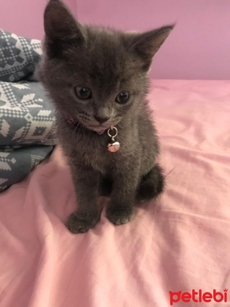 British Shorthair, Kedi  kedi fotoğrafı