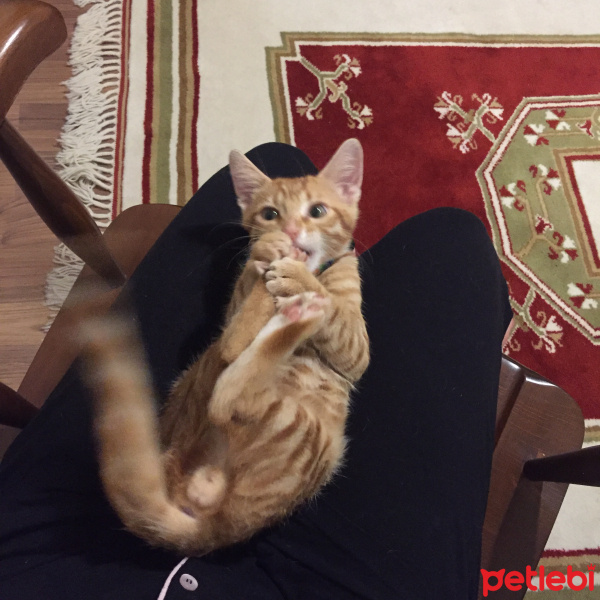 Tekir Kedi, Kedi  Saruman fotoğrafı