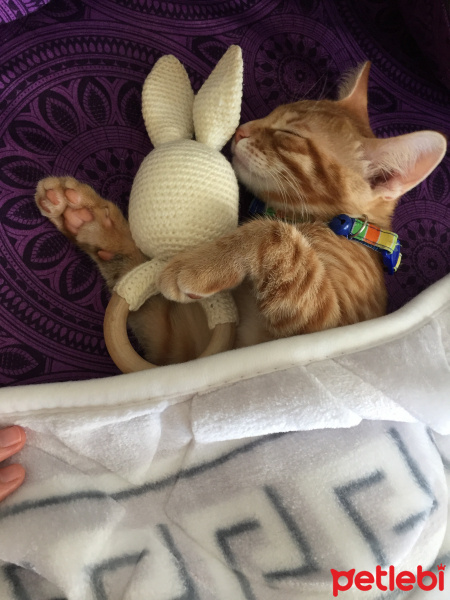 Tekir Kedi, Kedi  Saruman fotoğrafı