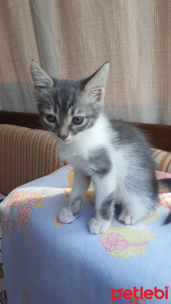 Tekir Kedi, Kedi  Mişa fotoğrafı