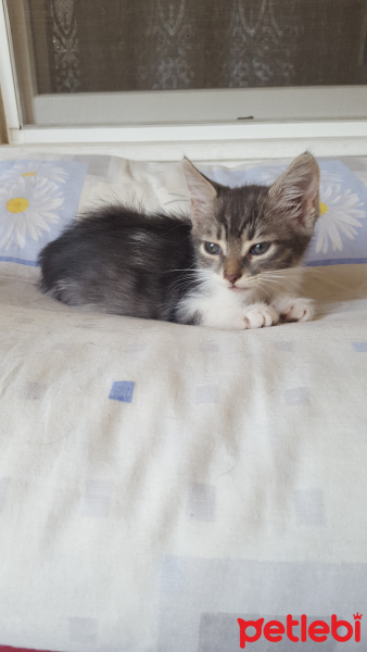 Tekir Kedi, Kedi  Mişa fotoğrafı